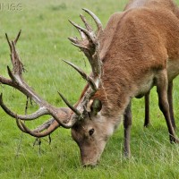 Red Deer